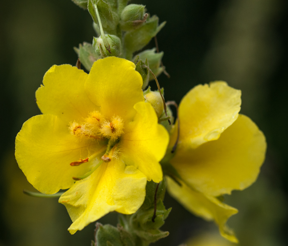 Großblütige Königskerze - Verbascum densiflorum