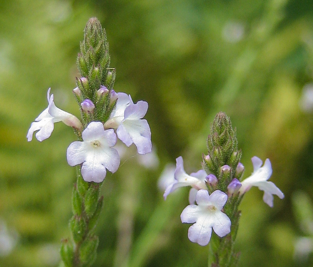 Eisenkraut - Verbena officinalis