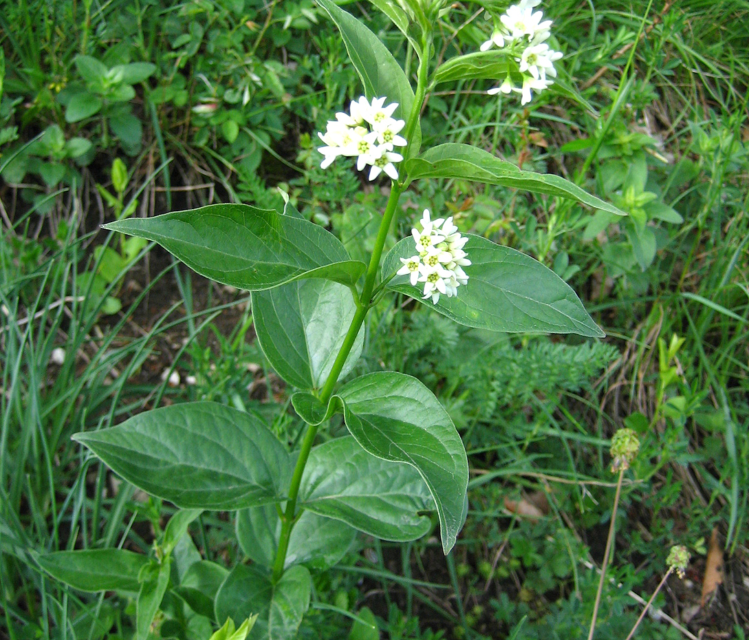 Schwalbenwurz - Vincetoxicum hirundinaria