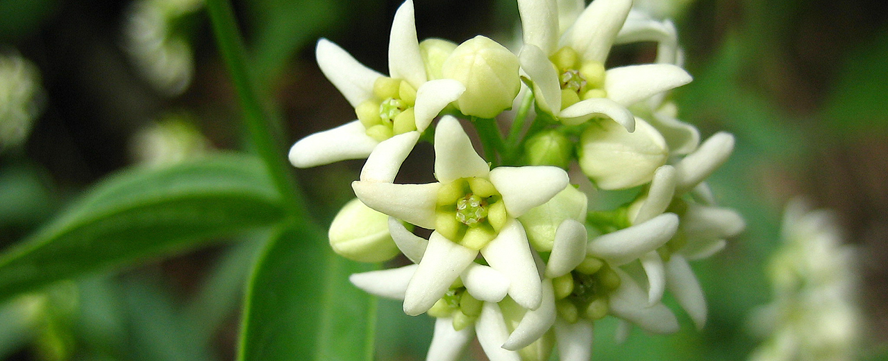 Schwalbenwurz - Vincetoxicum hirundinaria