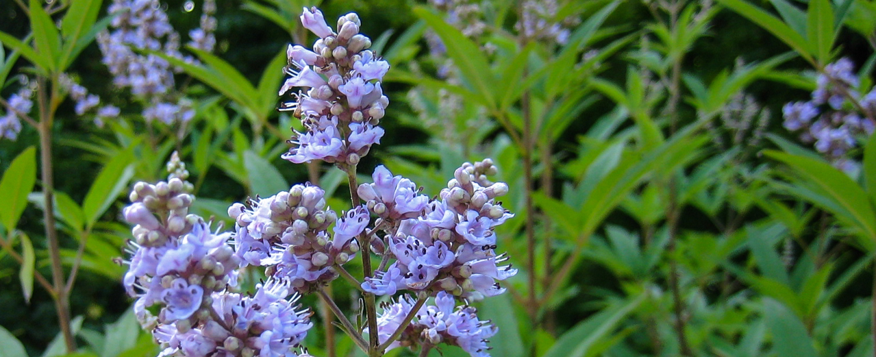 Mönchspfeffer - Vitex agnus-castus Mönchspfeffer - Vitex agnus-castus