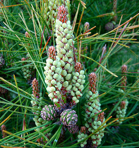 Japanische Rotkiefer (Pinus densiflora), männl. und weibl. Zapfen