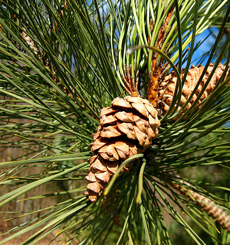 Ab Sekundarstufe I: Oh Tannenbaum? Fichte, Lärche, Tanne oder Kiefer?