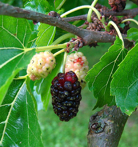 Fruchtstand einer Schwarzen Maulbeere