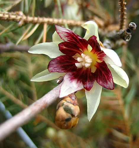 Blüte von Chinesischer Winterblüte