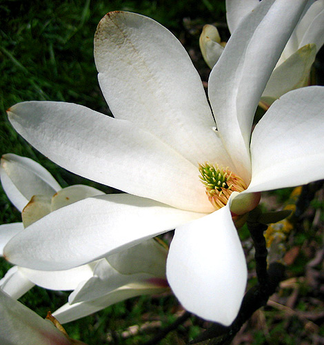 Weisse Blüte einer Yulan-Magnolie