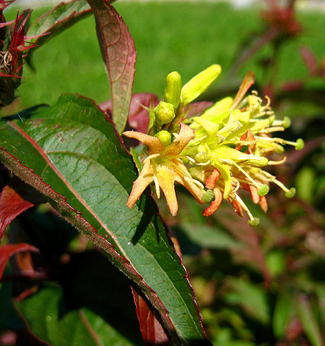 gelb-orangefarbene Blüten eines Bach-Buschgeissblattes