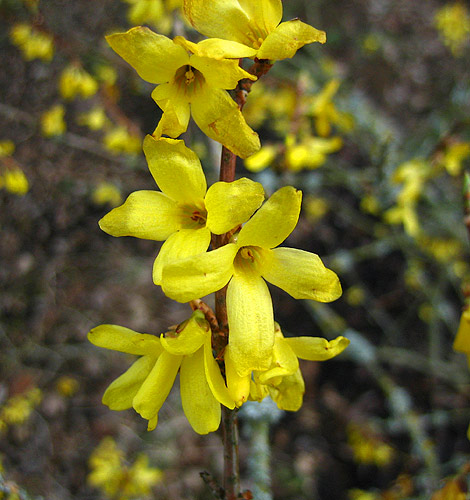 Gelbe Blüten einer Koreanischen Forsythie