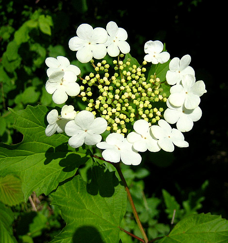 Gewöhnlicher Schneeball, Trugdolde mit weißen Blüten