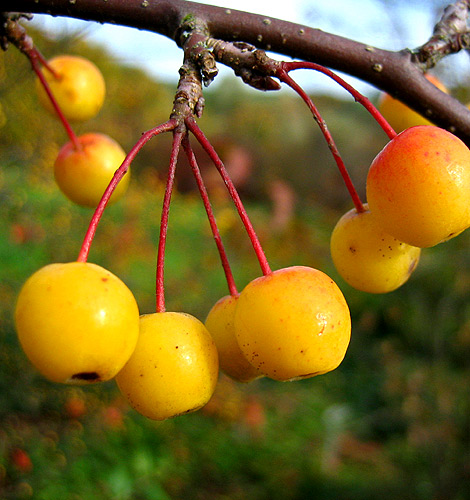 gelbe Früchte eines Zierapfels