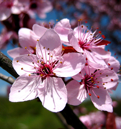 Rosa Blüten einer Blutpflaume