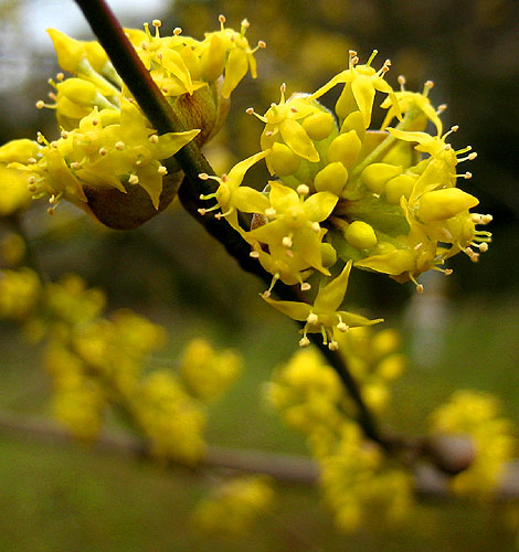 Gelbe Blüten einer Kornelkirsche