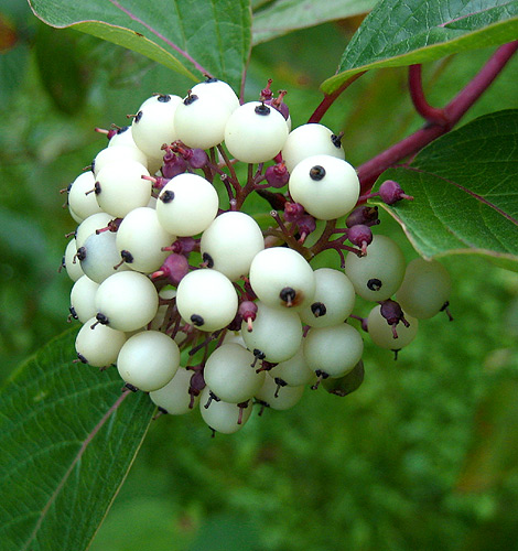Fruchtstand eines Hartriegels mit weißen Früchten