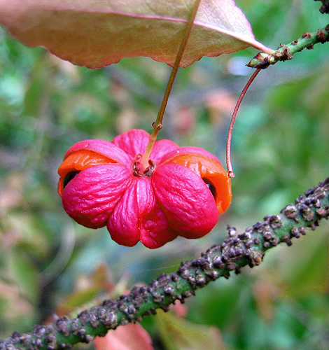 Rosa-orangefarbener Fruchtstand eines Warzen-Spindelstrauches