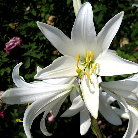 Weiße Blüten der Madonnenlilie