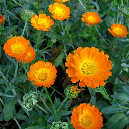 Orange Blüten der Garten-Ringelblume