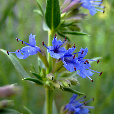 Blaue Blüten des Ysop