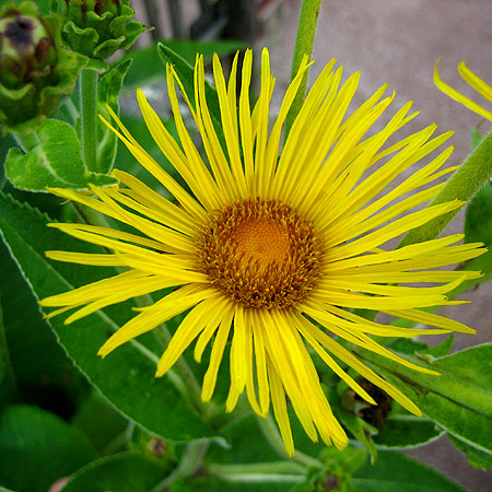 Gelbe Blüte von Alant