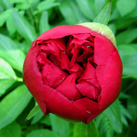 Rote Blüte der Bauern-Pfingstrose