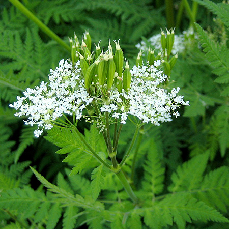 weiße Blüten einer Süßdolde