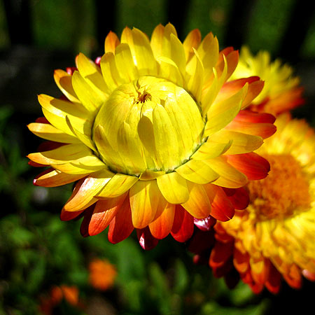 gelb-orange Blüte einer Strohblume