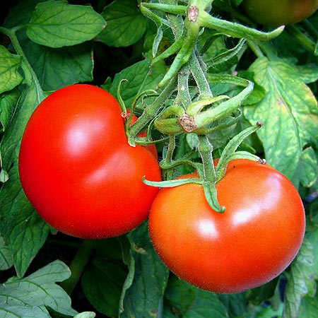 Bild von zwei roten Tomaten