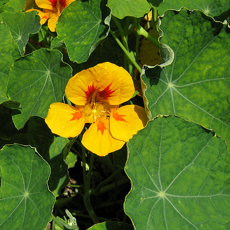 Gelb-orange Blüte einer Kapuzinerkresse