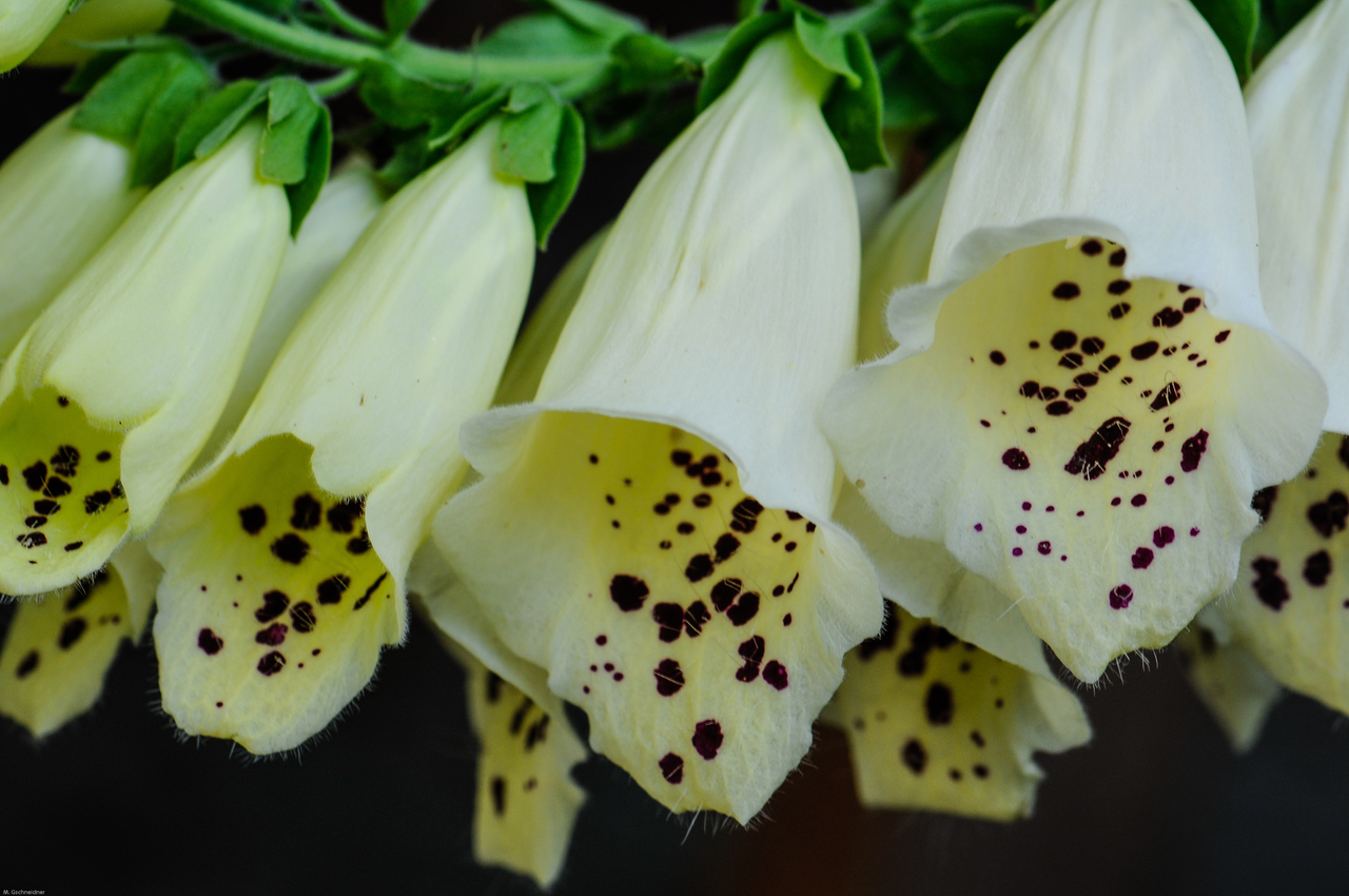 Rachenblume: Fingerhut (Digitalis purpurea), weiße Gartenform
