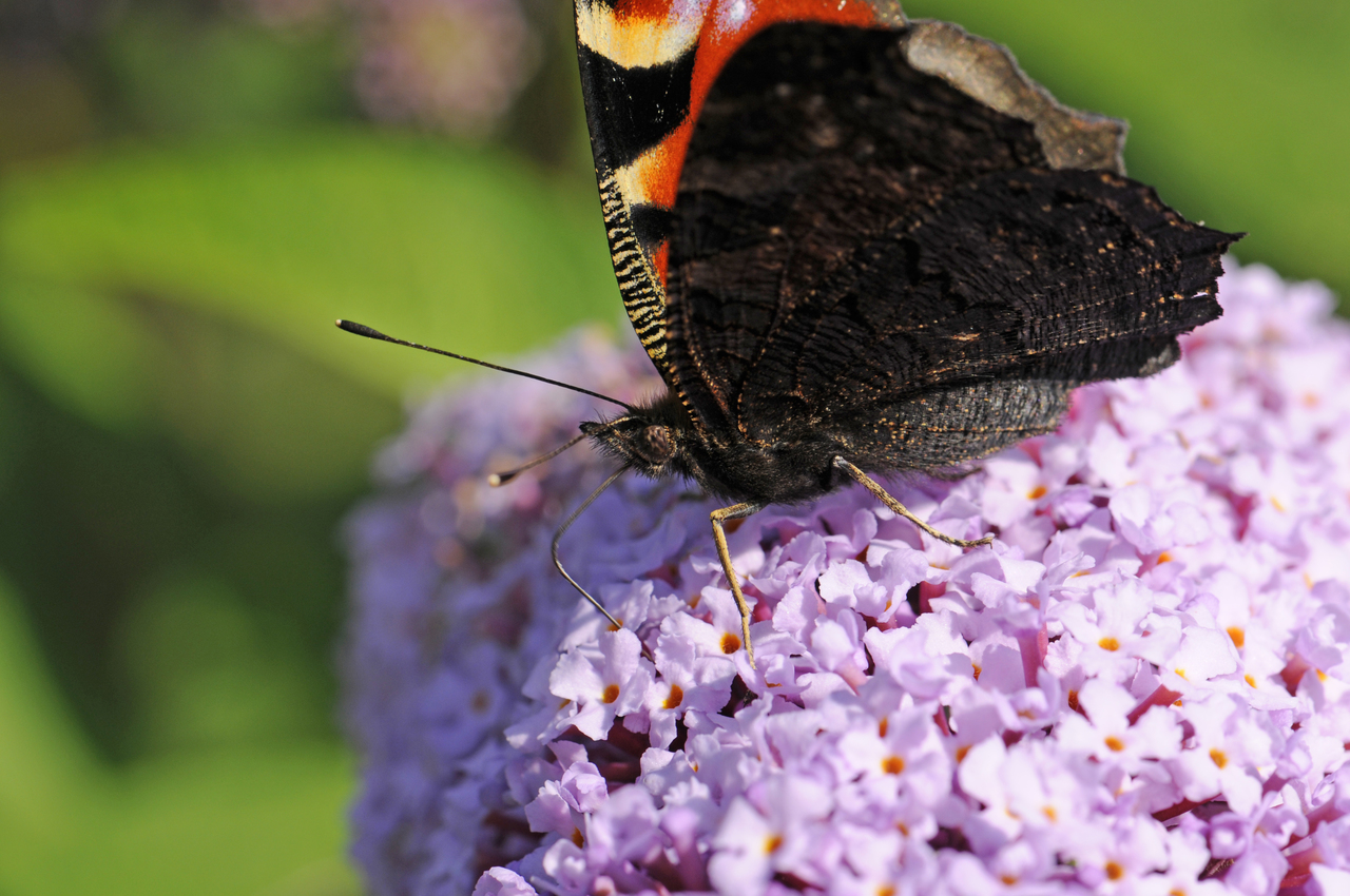 Stieltellerblume: Sommerflieder (Buddleja davidii) mit Tagpfauenauge