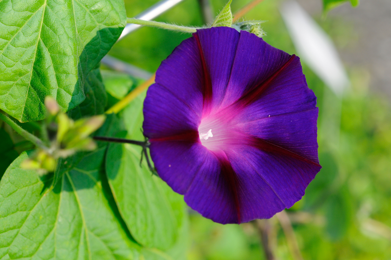 Trichterblume: Trichterwinde (Ipomoea purpurea)