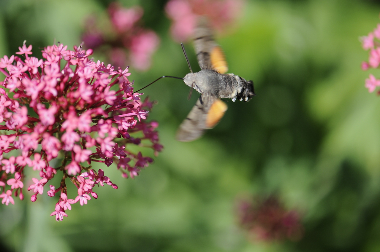 Biodiversität entdecken "iNaturalist"