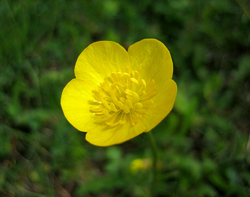 Gelbe Blüte von Knolligem Hahnenfuß