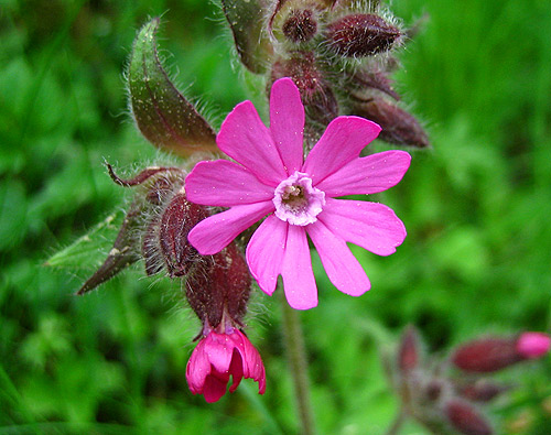 Blüte einer Roten Lichtnelke