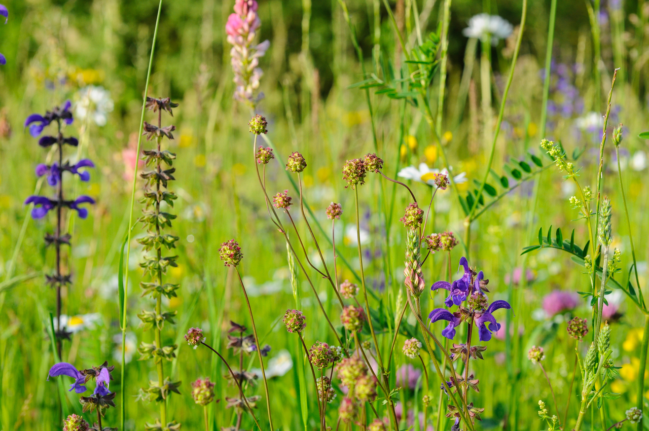 Bunt blühende Blumenwiese Wiesensalbei, Wiesenknopf und Gräsern.