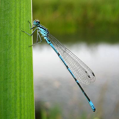 Bild einer Hufeisen-Azurjungfer, Coenagrion puella