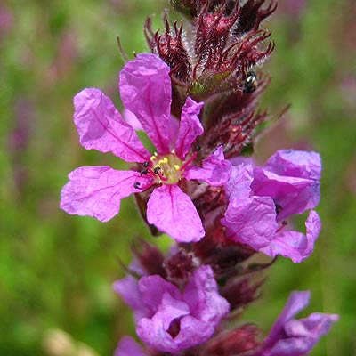 Blüten vom Blut-Weiderich, Lythrum salicaria