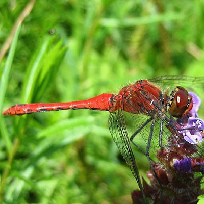 Bild von Blutroter Heidelibelle, Sympetrum sanguineum