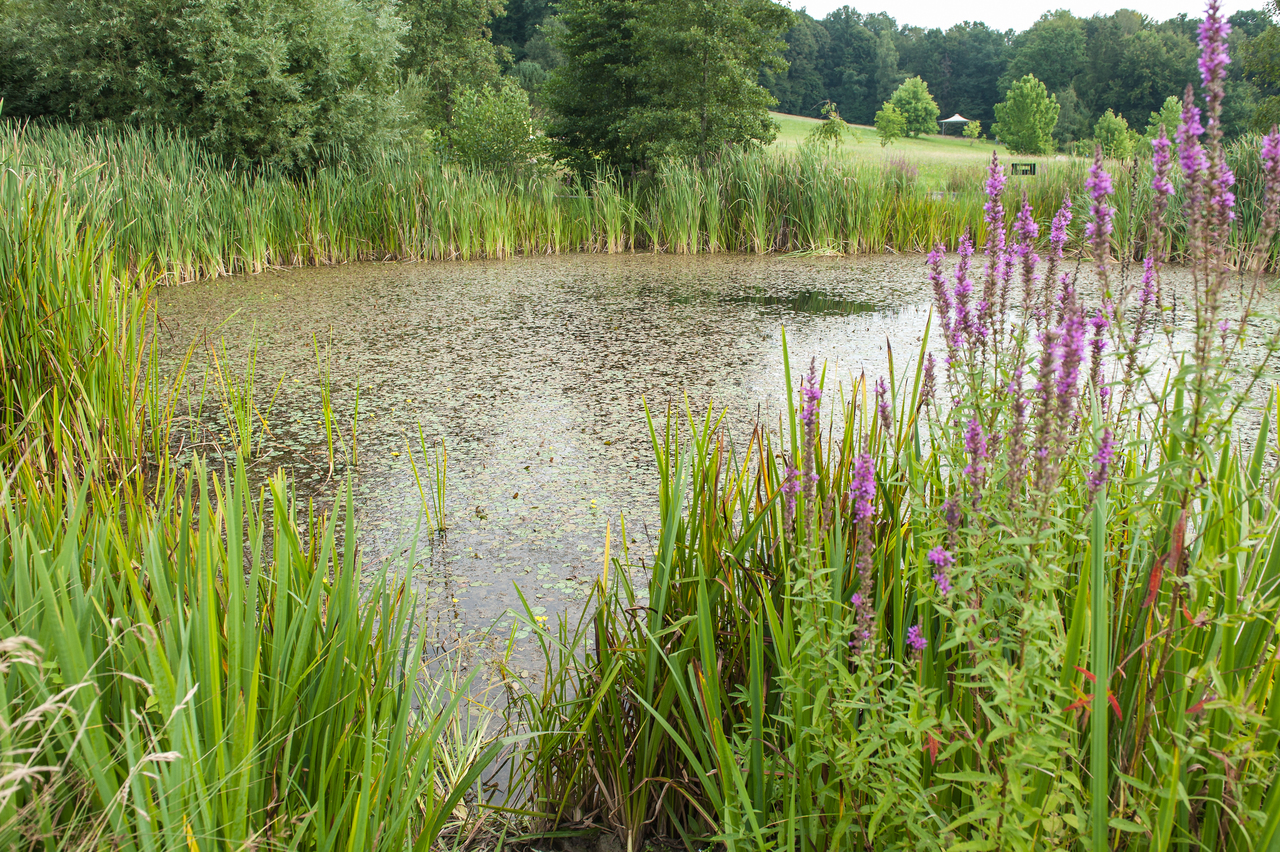 Blick über den Teich mit Schilf und blühenden Blutweiderich