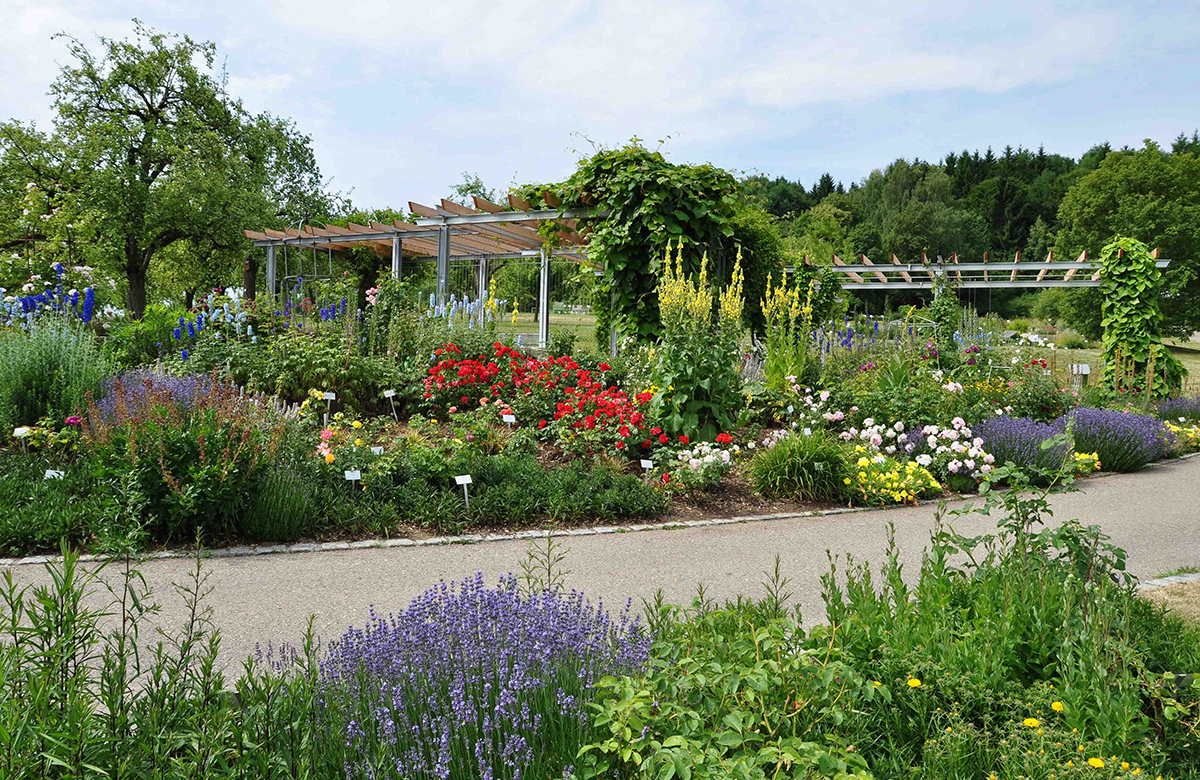  Pergola mit Kletterpflanzen und Sitzgelegenheiten. Ein Rosarium mit ca. 200 Rosenarten bzw. -sorten und einer Fülle an Begleitstauden umrahmt die Pergola.