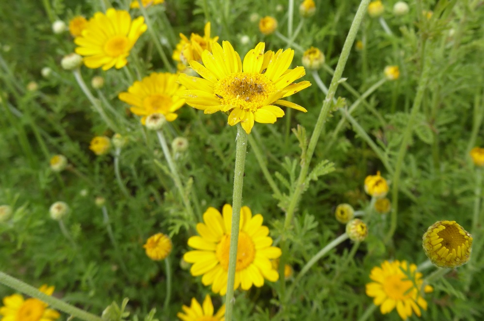 Färberkamille - Anthemis tinctoria Mit dem Schneider von Ulm unterwegs: Textil- und Färberpflanzen (1,5 Stunden)