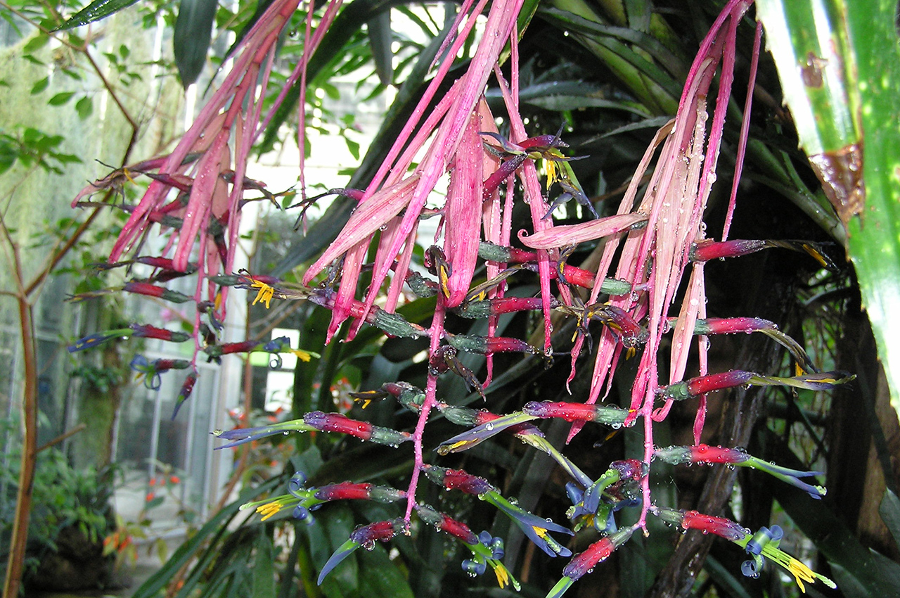 Billbergia sp.