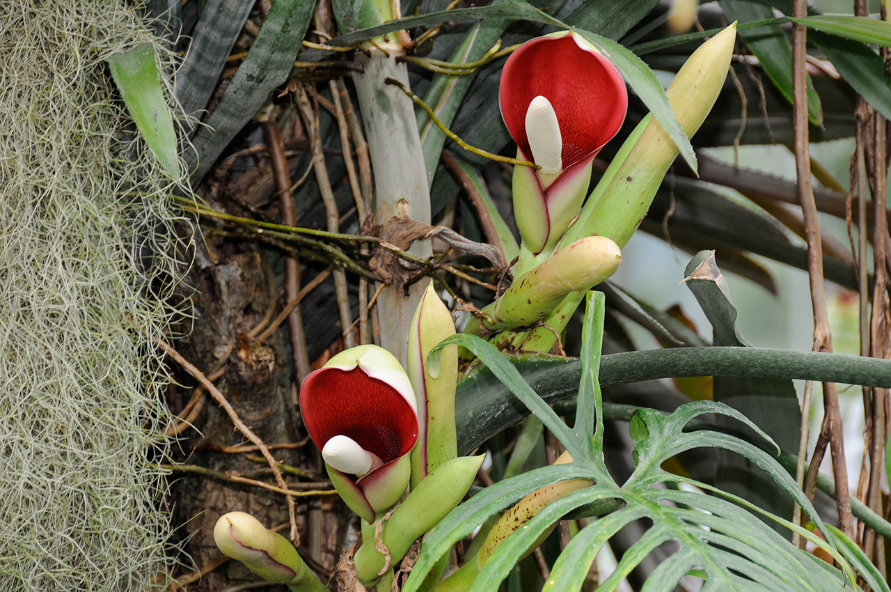 Philodendron angustisectum