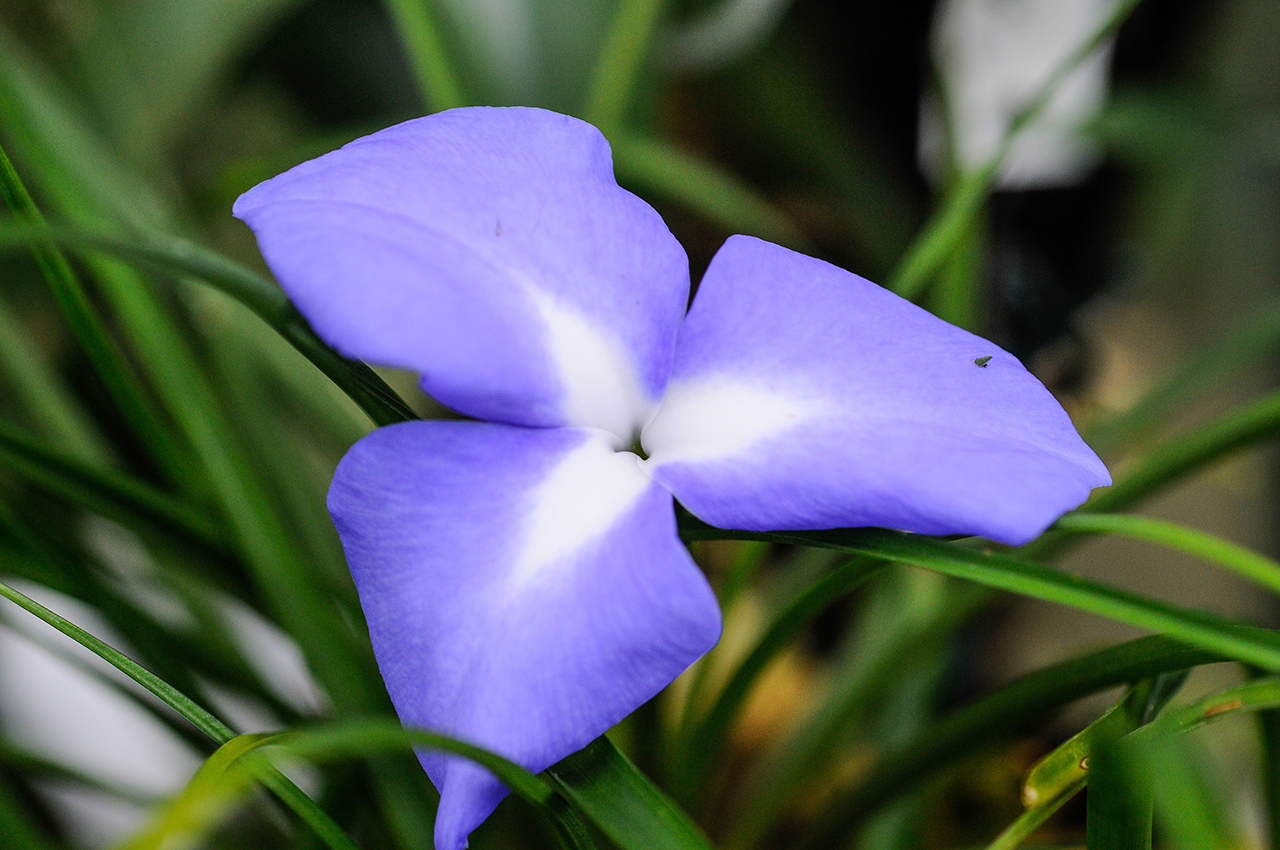 Tillandsia umbellata