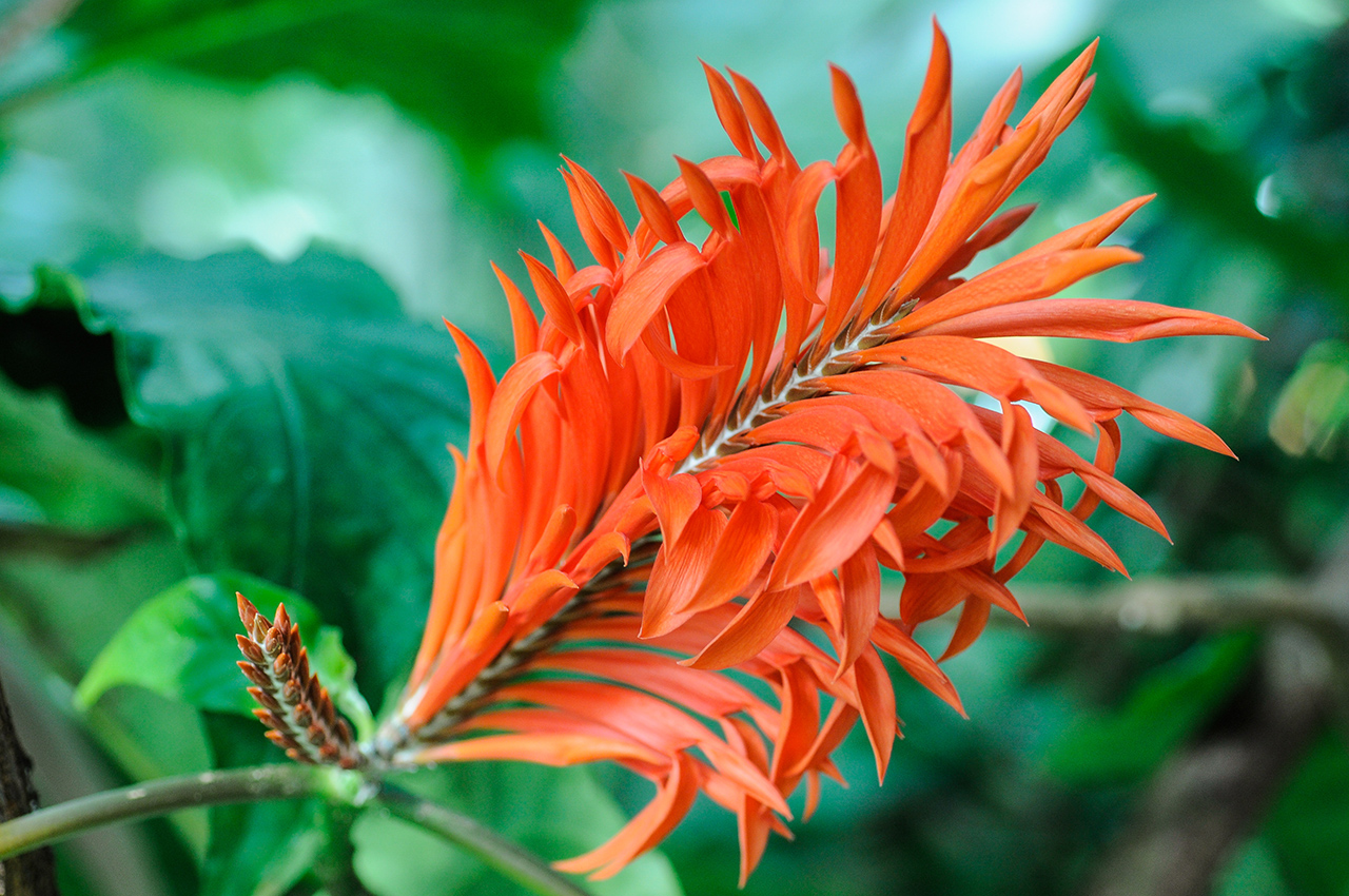 Aphelandra tetragona