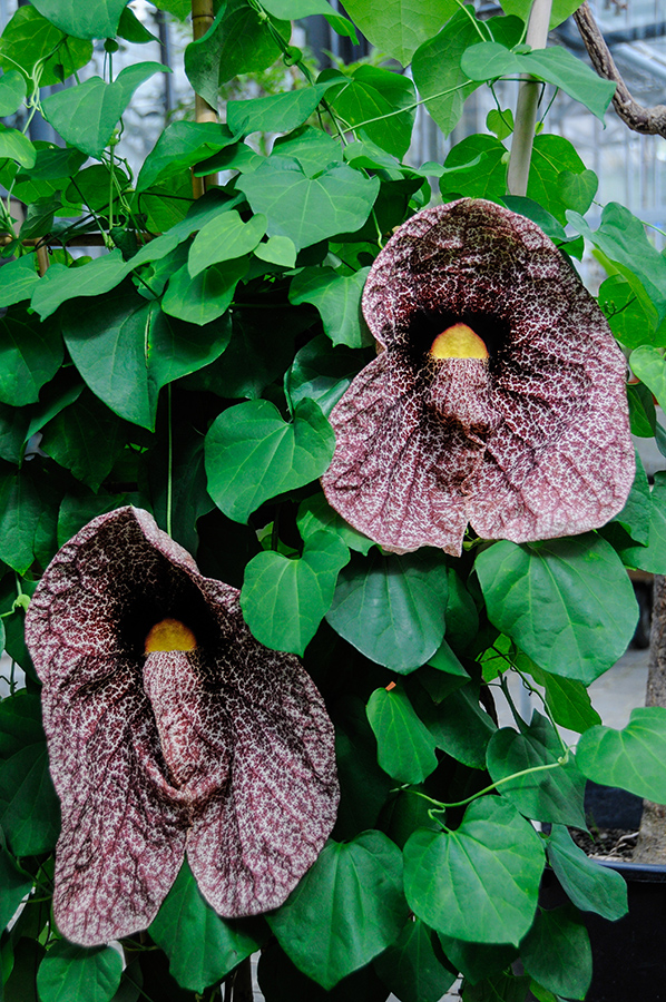 Pfeifenblume - Aristolochia gigantea