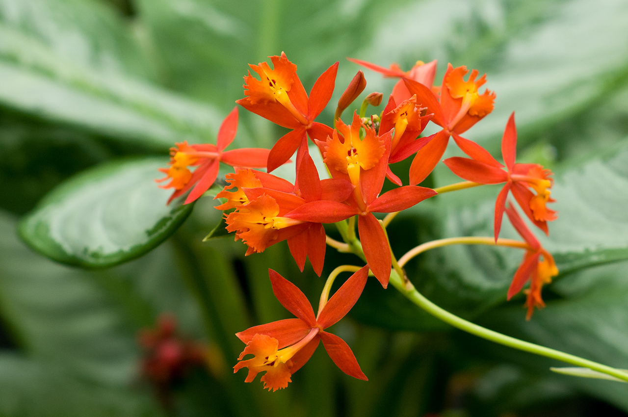 Epidendrum ibaguense