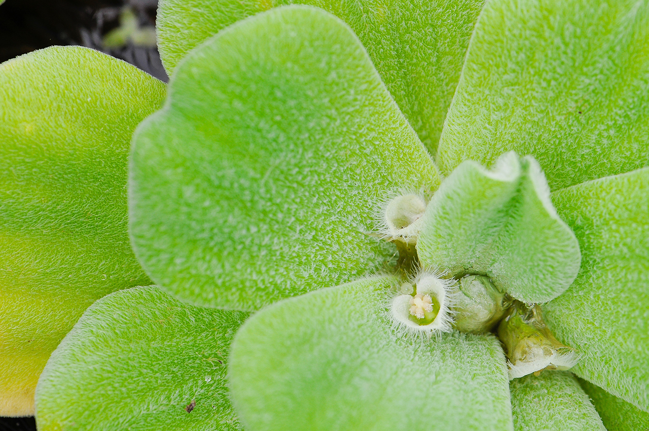 Wassersalat - Pistia stratiotes