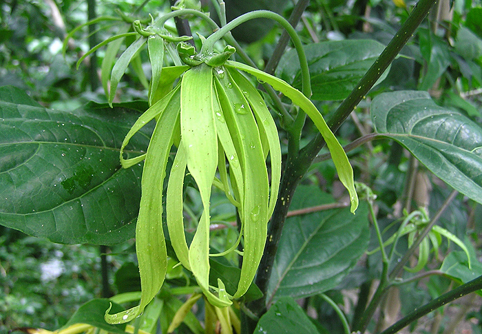 Blüte von Ylang-Ylang: Herabhängende, lanzettliche, grün-gelbliche Blütenblätter .