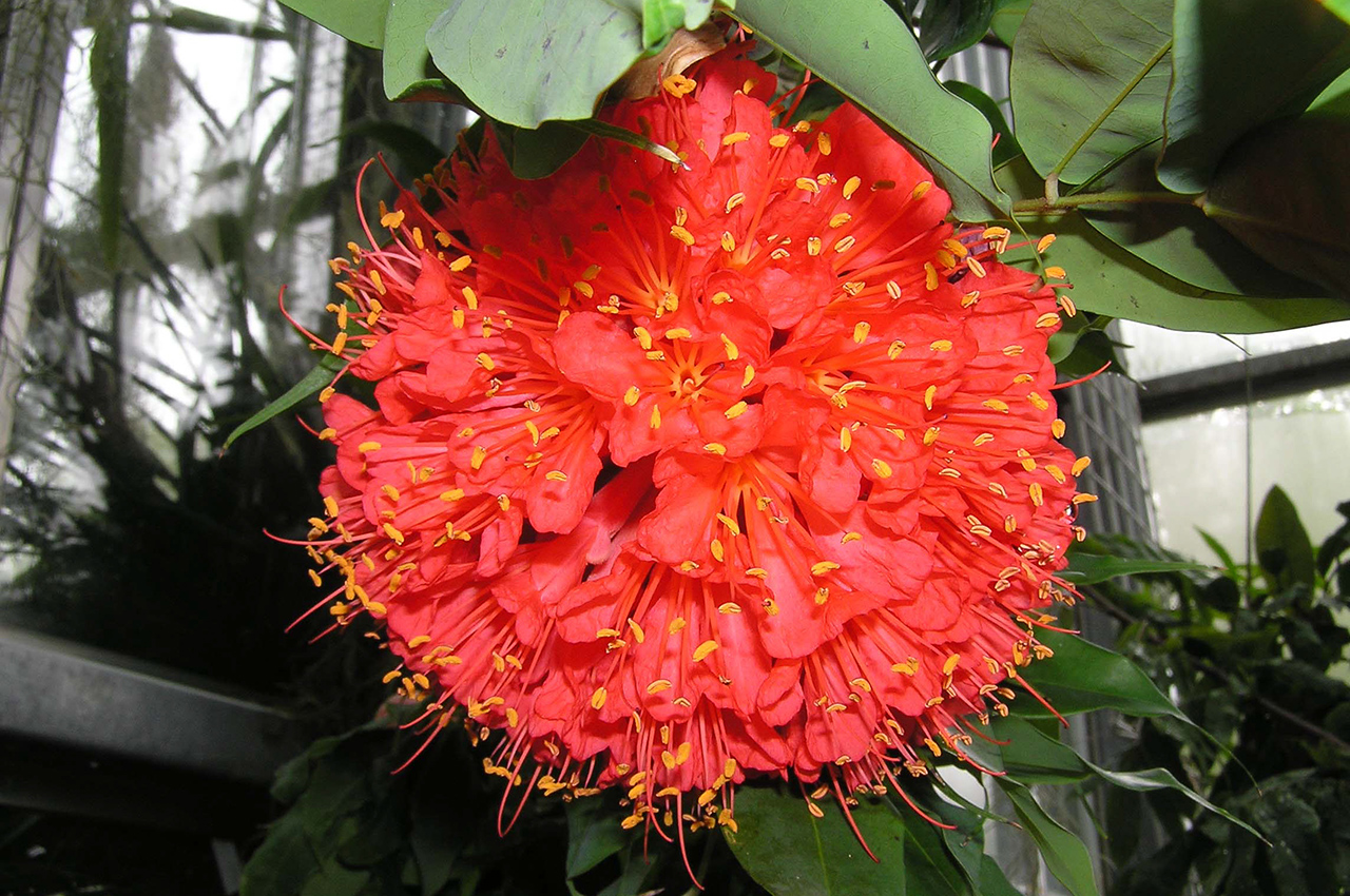 Brownea coccinea