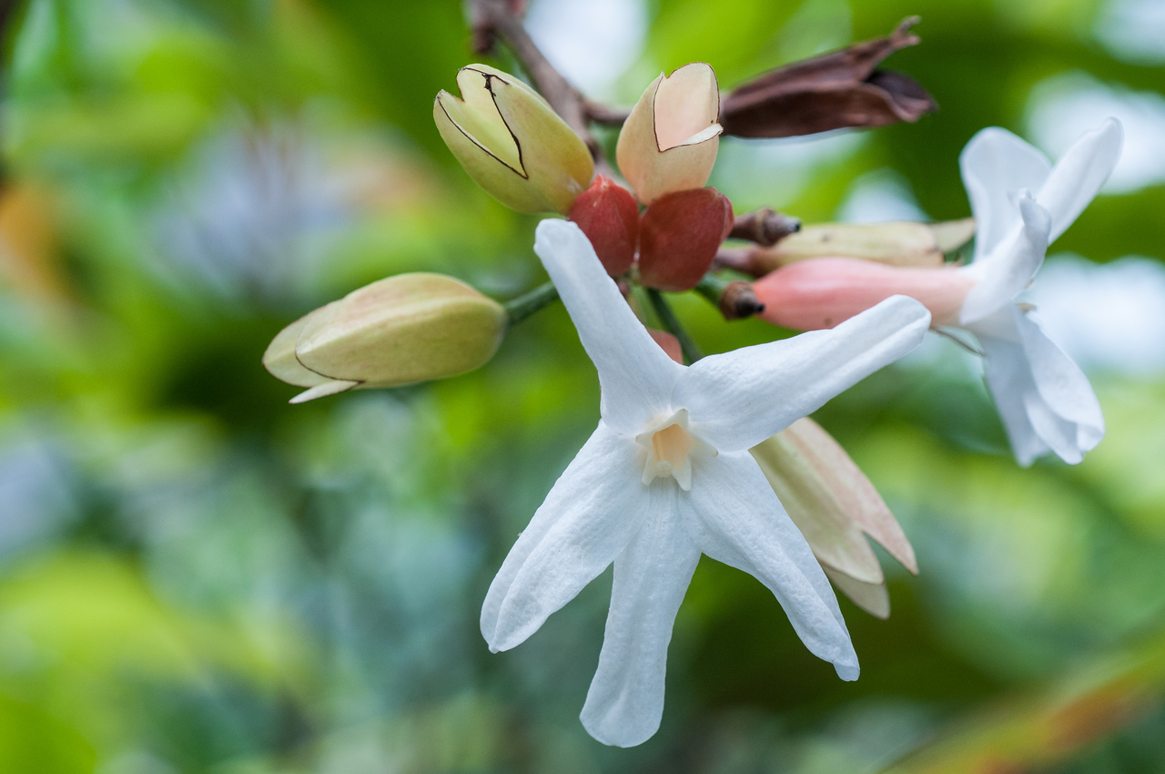 Erythrochiton brasiliensis